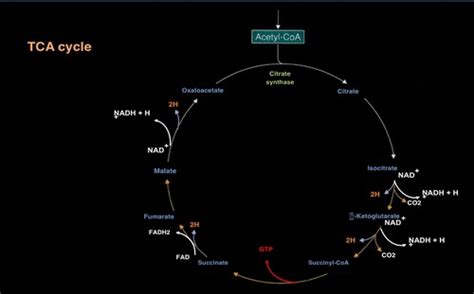 Aerobic Metabolism The TCA Cycle And Oxidative Phosphorylation