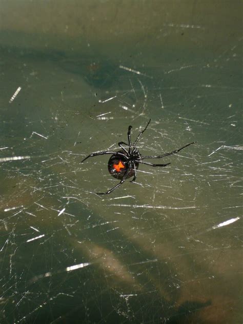 Where To See Black Widow Spider Animals Around The Globe