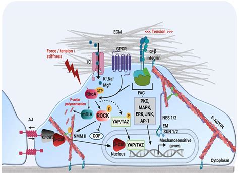 Frontiers Intrinsic Mechanical Cues And Their Impact On Stem Cells