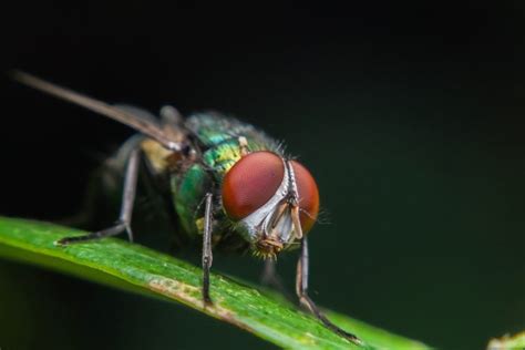 The misery of the greenhead fly - WHYY