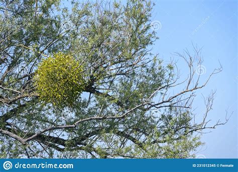 Mistletoe Viscum Album Growing In An Old Willow Tree An Evergreen