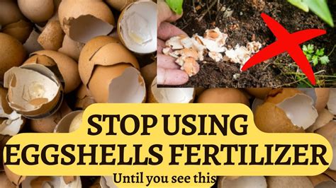 Eggshells Fertilizer For Plants Myths And Correct Use Youtube