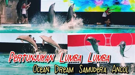 Pertunjukan Lumba Lumba Keren Di Ocean Samudera Ancol Ancol