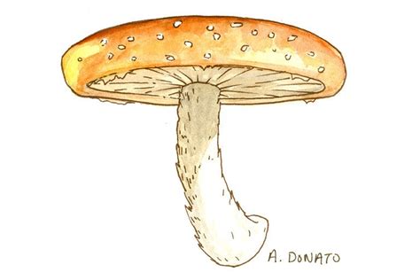 Shiitake Mushroom | Memorial Sloan Kettering Cancer Center