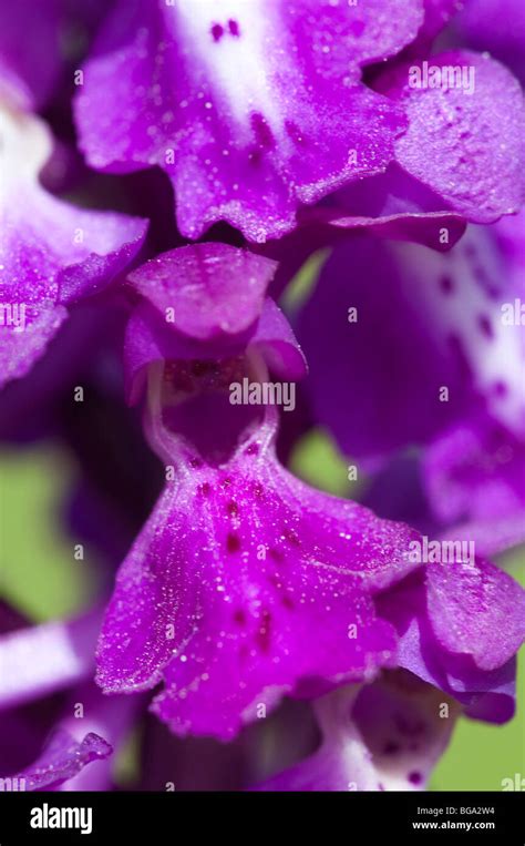 Early Purple Orchid Orchis Mascula Flower Detail Stock Photo Alamy