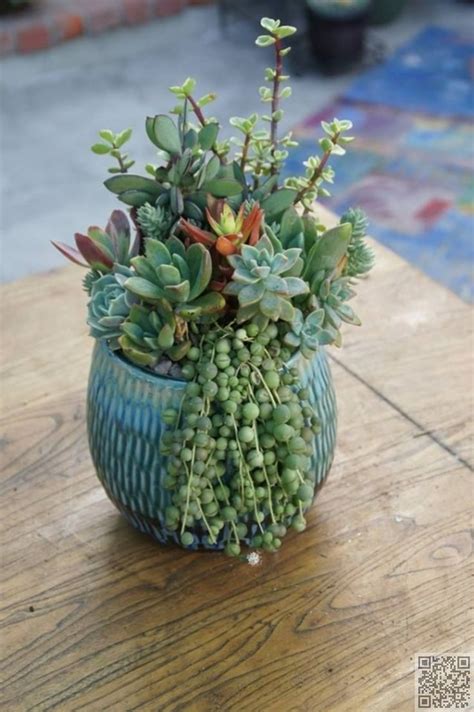 43 Outstanding Succulent Gardens You Can Create At Home