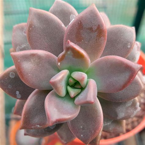 Graptosedum Bronze Cuidados Y Reproducci N Th Suculentas