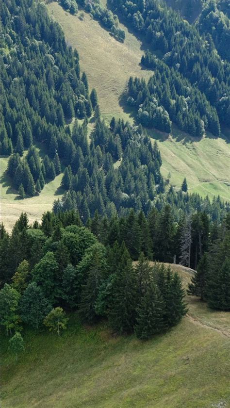 Landscape Trees Bushes Slope Grass Field Forest Road K Hd Nature