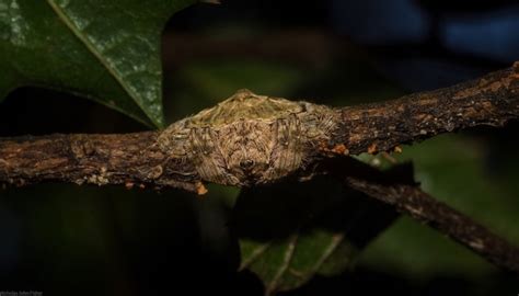 Wrap Around Spiders Found In Australia Are Masters Of Camouflage