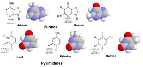 Purines, Pyrimidines, and Nucleotides