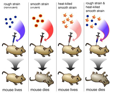 Negative Control Group | Definition & Examples - Lesson | Study.com