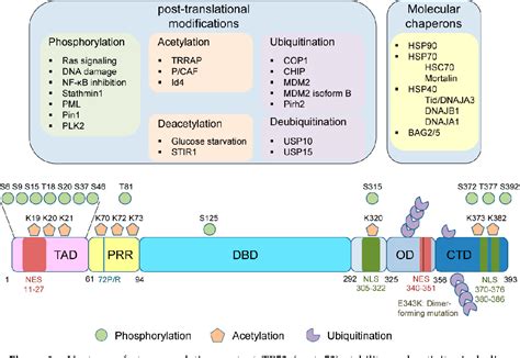 Figure From Regulators Of Oncogenic Mutant Tp Gain Of Function