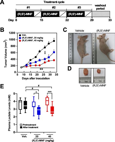 (R,S′)-MNF treatment reduces PANC-1 tumor growth in a mouse xenograft ...