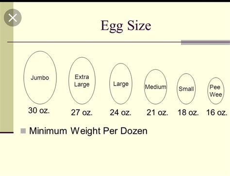 Eggs Why Size Matters Bunch