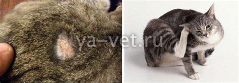 Подкожный клещ у кошек и котов: виды, симптомы, фото, лечение у ...