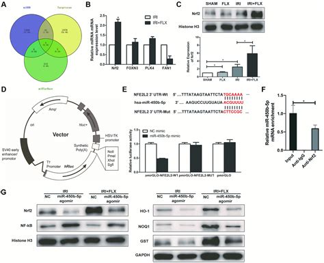 Protective Effect Of Fluoxetine Against Oxidative Stress Induced By