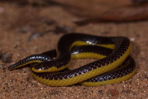 Incredible Purple Snakes You Never Knew Existed