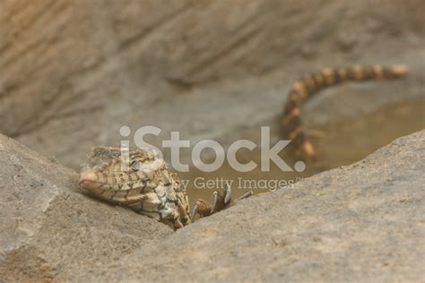 Perentie Stock Photo | Royalty-Free | FreeImages