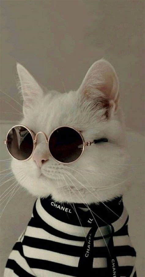 Gatos Aesthetic Con Lentes Atelier Yuwa Ciao Jp