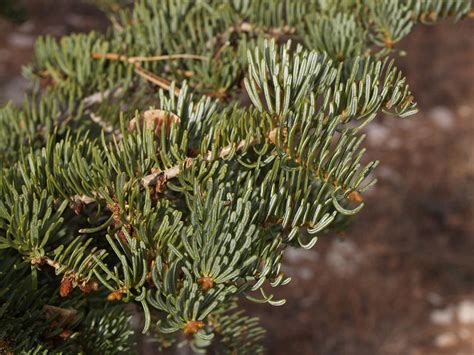 CalPhotos Abies Concolor White Fir