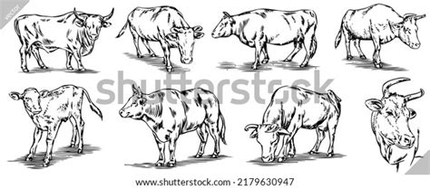 Hundred Calf Illustration Engraving Royalty Free Images Stock