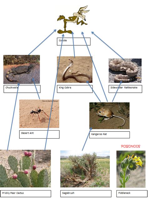 Food Web - Desert Education