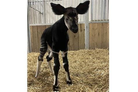 France naissance dun bébé Okapi