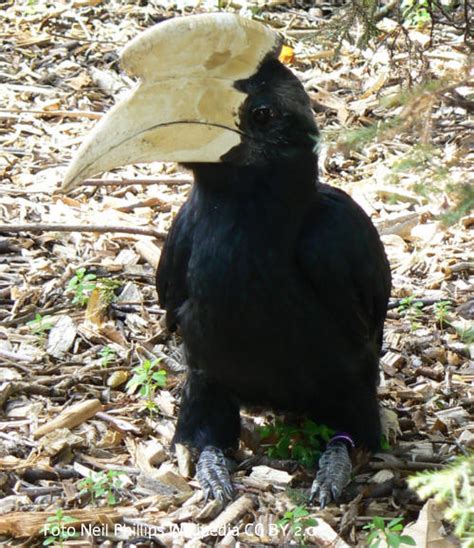 Malaien Hornvogel Tierart Tiere Arten