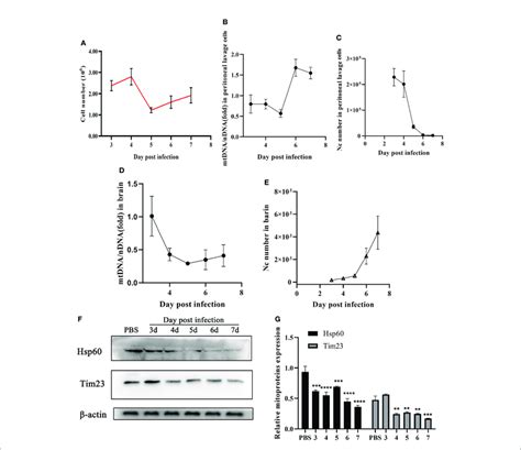 N Caninum Induced Mitophagy In The Brain And Peritoneal Lavage Cells