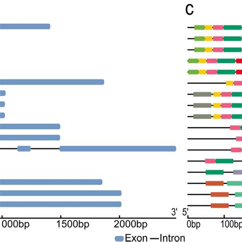 The Phylogenetic Relationships Gene Structure And Conserved Motifs Of