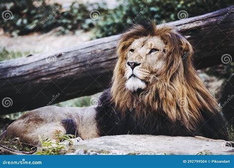 Portrait of a Majestic Lion King Stock Photo - Image of wildcat, mane: 292799504