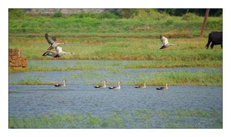 Asian Waterbird Census Wetlands International South Asia