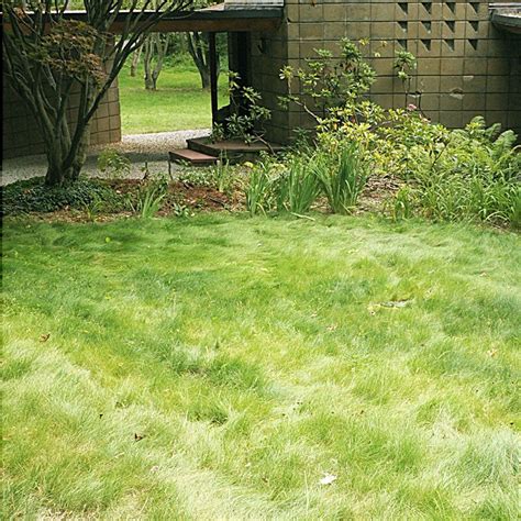 No Mow Lawn Grass Seed | American Meadows