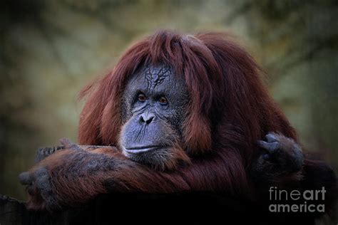 Orangutan Digital Art by Savannah Gibbs | Fine Art America