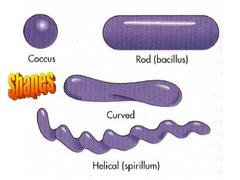 PPT - Bacterial Virulence Factors PowerPoint Presentation - ID:570095