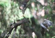 Accipiter Nisus IN Eurasian Sparrowhawk EN US FI