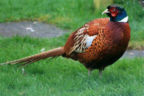 Male Pheasant This Male Pheasant Visited Our Garden Not Y Flickr