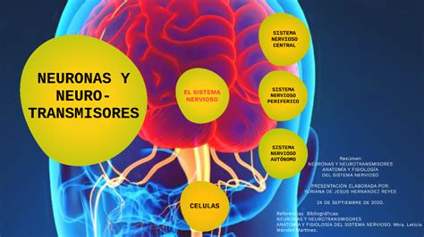 ANATOMIA Y FISIOLOGÍA DEL SISTEMA NERVIOSO by YURIANA HERNANDEZ on Prezi