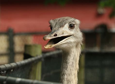 As Staten Island Zoo prepares to reopen, how are the animals? - silive.com