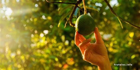 Cuánto tarda un aguacate en dar fruto Guía completa