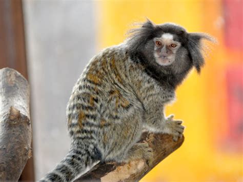 Callithrix Penicillata Black Eared Marmoset In Jambo Exotic Park