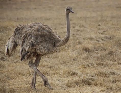 16 Incredible Ostrich Facts About The Worlds Largest Birds