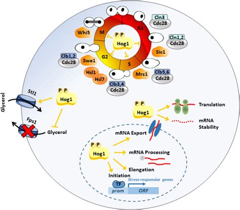 Upon Osmostress Activated Hog1 Orchestrates Several Cellular Functions