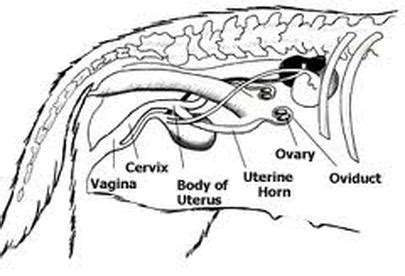 Reproduction/Development - The Coyote Resource