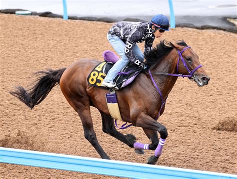 コンバスチョン楽々11秒6、前走はレース中の不利、2戦2勝の東京で巻き返す／ユニコーンs 競馬写真ニュース 日刊スポーツ