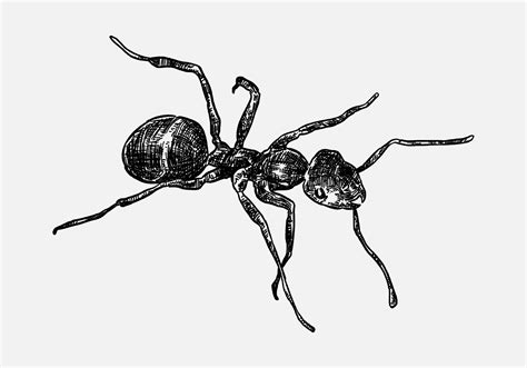 hand drawn illustration of an ant. sketch, realistic drawing, black and ...