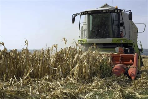 Corn harvesting — Stock Photo © jovanjaric #4069583