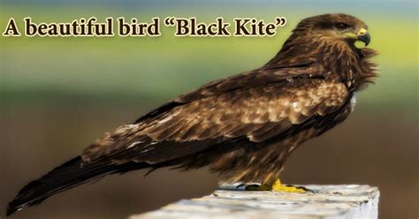 A beautiful bird “Black Kite” - Assignment Point