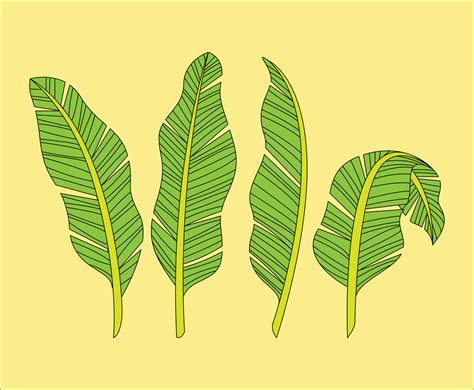 Banana Leaf Drawing