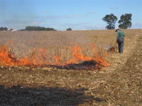 Levantan prohibición de quemas agrícolas controladas en la Región del